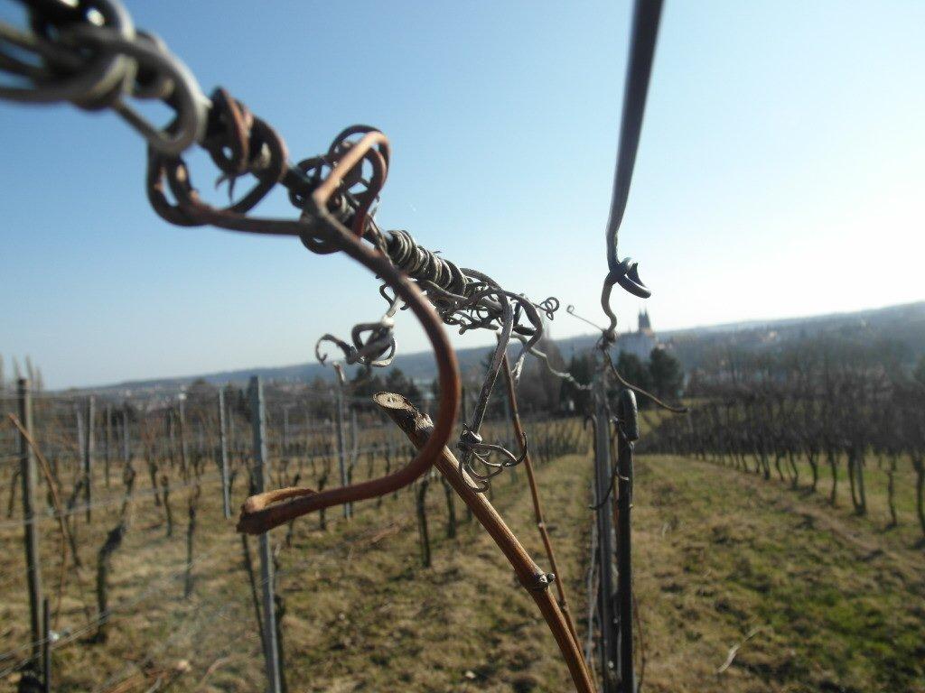 Weingut Steffen Loose