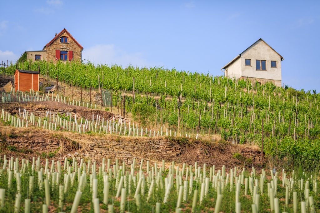 Weingut Rollsdorfer Mühle