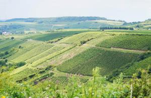 Weingut Daum