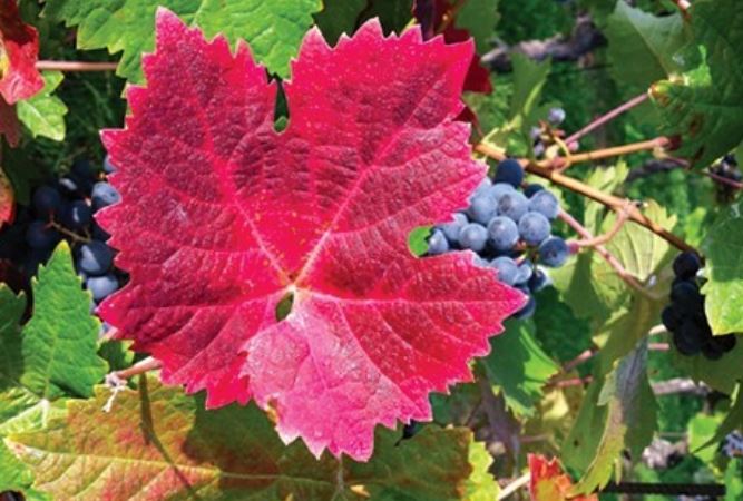 Wein & Sektgut Hubertus Triebe