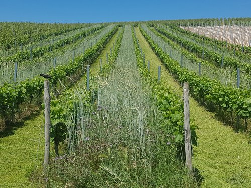 Weingut Bischof-Klein