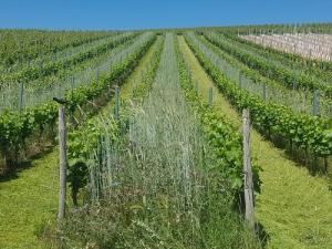Weingut Bischof-Klein
