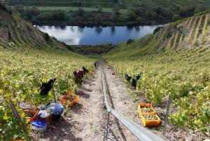 Weingut Kilian Franzen